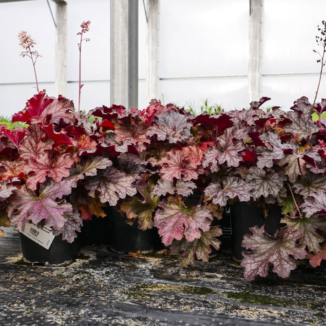 Żurawka ogrodowa Northern Exposure (C2)