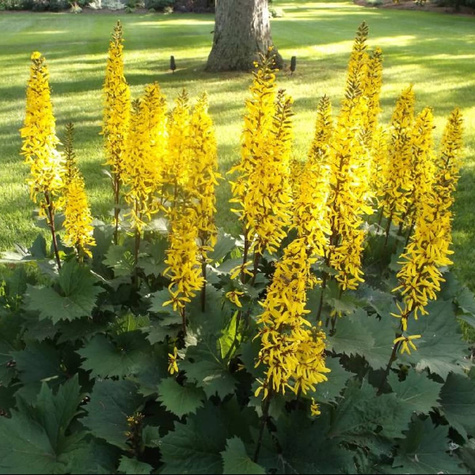 Języczka Przewalskiego