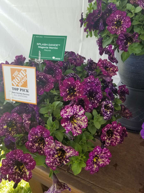 Surfinia purpurowa Magenta Mambo NOWOŚĆ