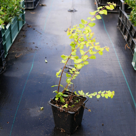 Śnieguliczka Chenaullta Brain de Soleil (C2)