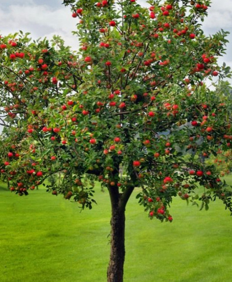 Jabłoń Enterprise Parchoodporna Plant Pack