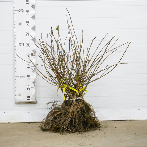 Agrest czerwony Sewierny Kapitan bezkolcowy Plant Pack