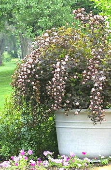 Pęcherznica kalinolistna Summer Wine Seward (C20)