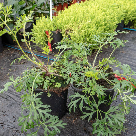 Sasanka zwyczajna Rubra (C2)