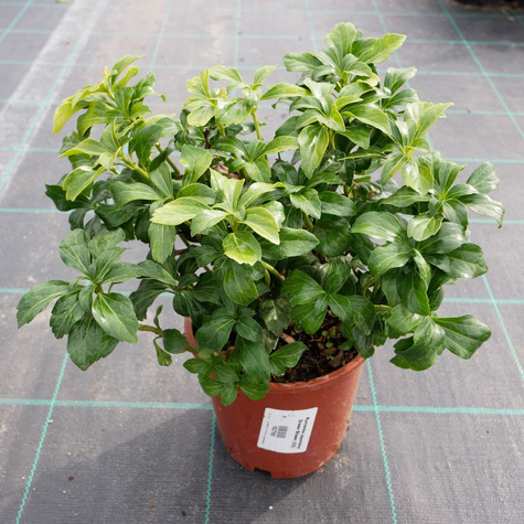 Runianka japońska Green Sheen (C2)