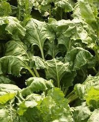 Burak pastewny jednokiełkowy otoczkowany cena za 0,5 kg