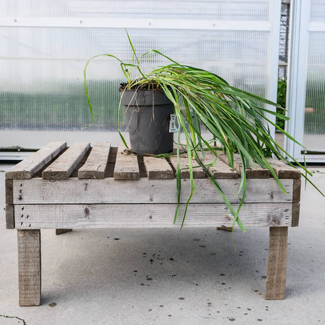 Turówka wonna Żubrówka