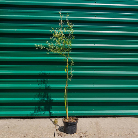 Słonisz Srebrzysty Miododajny Unikat Szczepiony Na Pniu