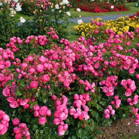 Róża Pomponella pojemnik