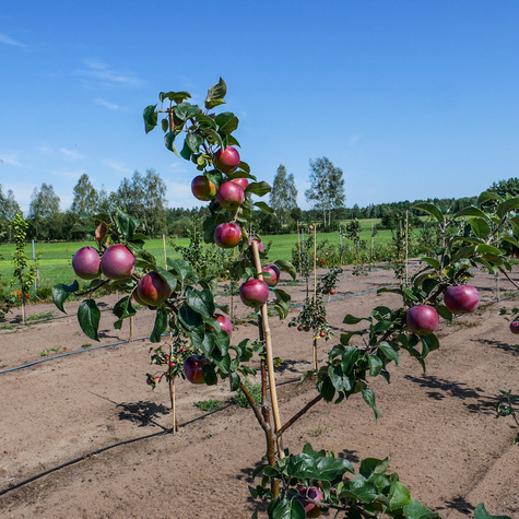 Jabłoń Liberty Parchoodporna Plant Pack
