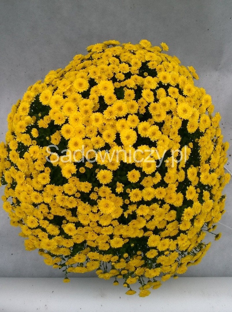 Chryzantema drobnokwiatowa żółta DUŻA ROŚLINA