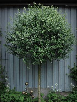 Wiśnia osobliwa Prunus eminens Umbraculifera 