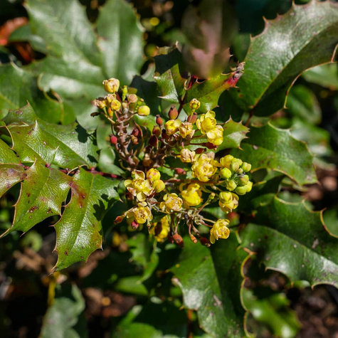 Mahonia pospolita (C2)
