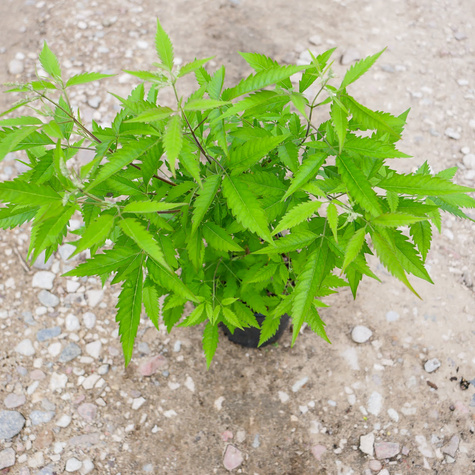 Witex witeks malabarski Kwitnie jesienią