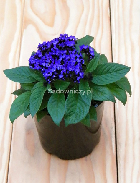 Heliotrop peruwiański 0,01g