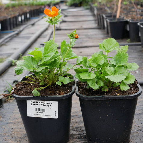 Kuklik szkarłatny Queen of Orange (C2)