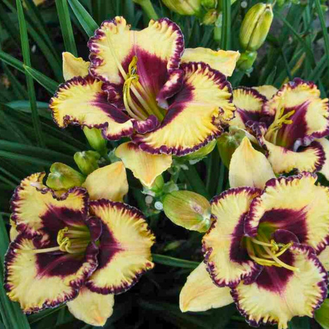 Liliowiec ogrodowy Open My Eyes (C2)