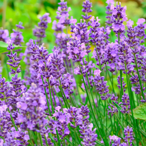 Zestaw Lawenda wąskolistna Vienco Purple 6 szt