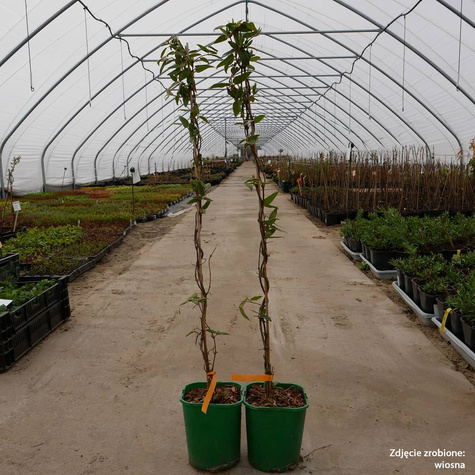 Wiciokrzew Zaostrzony P14