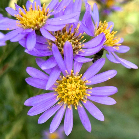 Aster krzaczasty Prof. Anton Kippenberg (C2)