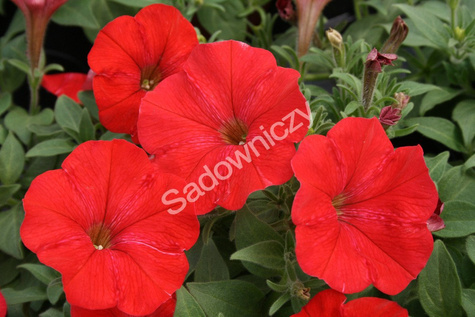 Petunia ogrodowa czerwona 0,05
