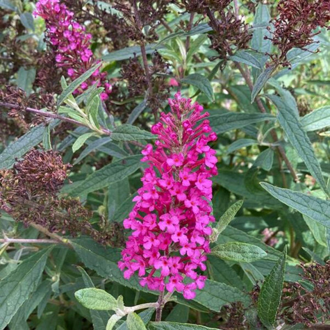 Budleja Dawida Summer Bird Raspberry (C2)