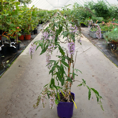 Budleja Dawida Wisteria Lane płacząca kaskadowa (C2)