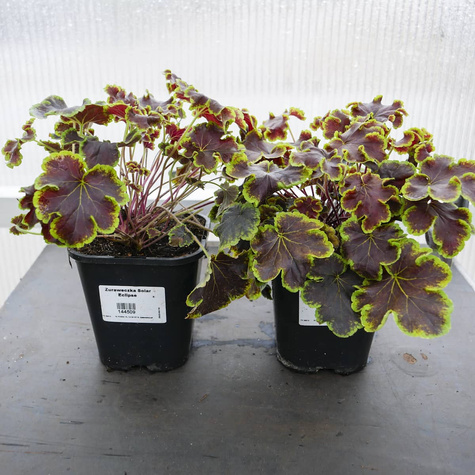 Żuraweczka Solar Eclipse (C2)