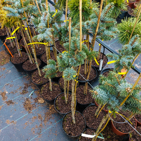 Świerk sitkajski Rom szczepiony na pniu Pa70