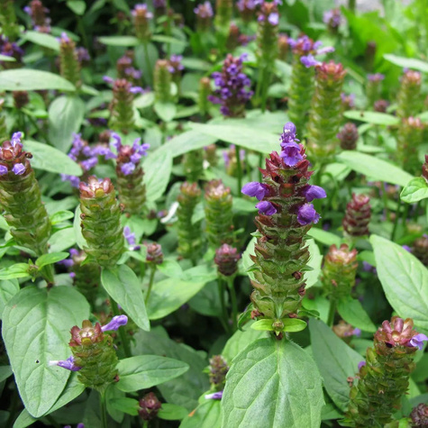 Głowienka wielkokwiatowa (C2)