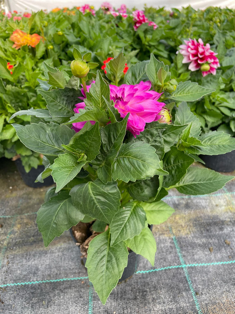 Dalia Lubega Power Violet Bicolor