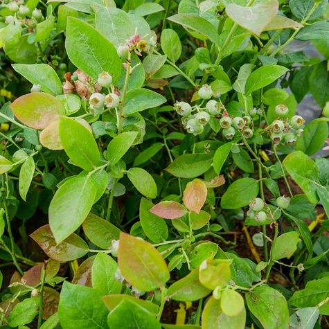 Borówka amerykańska Polaris wczesna