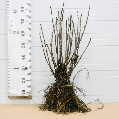 Porzeczka czarna Ben Connan Plant Pack