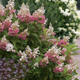 Hortensja bukietowa Pink Diamond (C2)