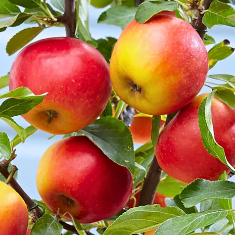 Jabłoń Elstar Plant Pack