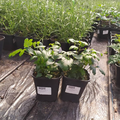 Zawilec japoński Fantasy Red (C2)