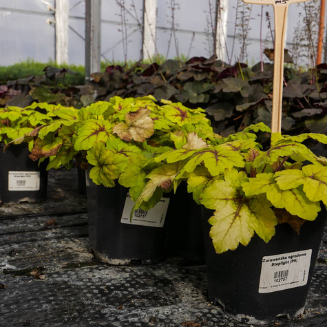 Żuraweczka ogrodowa Stoplight (C2)