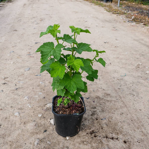 Porzeczka czerwona Jonkheer Van Tets w doniczce