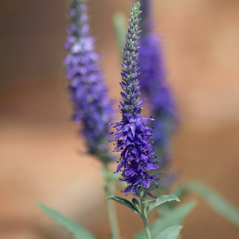 Przetacznik kłosowy Blue (C2)