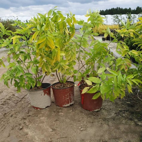 Bez czarny Bzowina Aurea