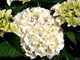 Hortensja ogrodowa Vanilla Sky białe kwiaty (C2)