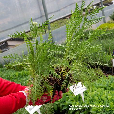 Krwawnik pospolity Moonshine (C2)