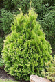 Thuja Tuja Żywotnik zachodni Europe Gold