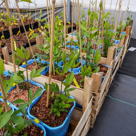 Powojnik Clematis bylinowy Arabella