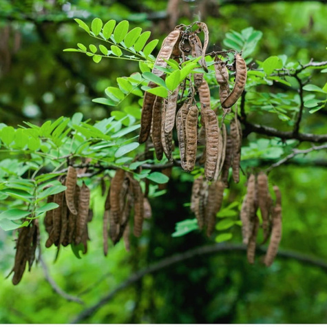 Robinia akacjowa TORTUOSA