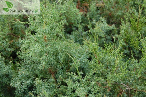 Jałowiec chiński Obelisk