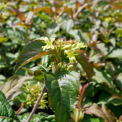 Zadrzewnia nadbrzeżna Troja Black (P9)