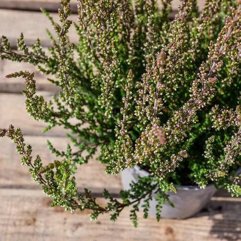 6 x Wrzos pospolity różowy kwiat zielone liście sadzonka