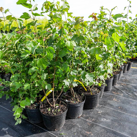 Kalina koralowa (C2)