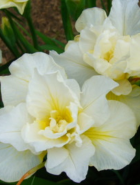 Irys syberyjski Kosaciec Double Play pełny